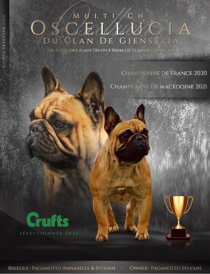 CH. Oscellucia Du Clan De Giensékia