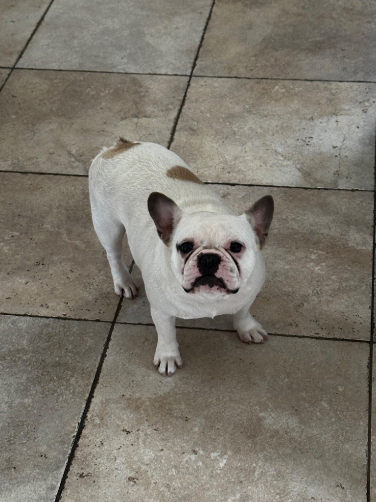 Tallulah Du Clan De Giensékia
