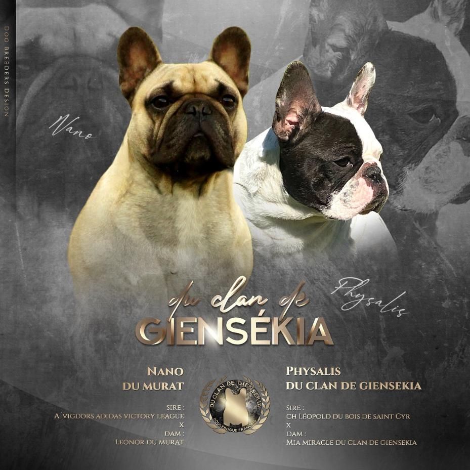 Chiot Bouledogue français Du Clan De Giensékia