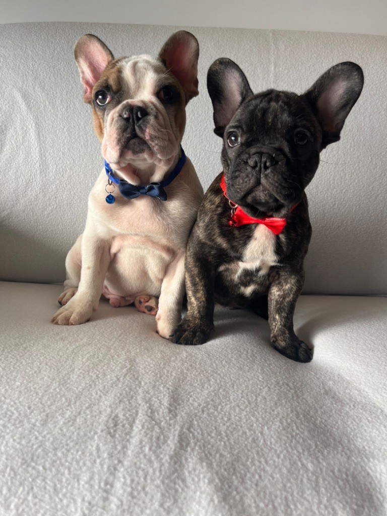 Chiot Bouledogue français Du Clan De Giensékia